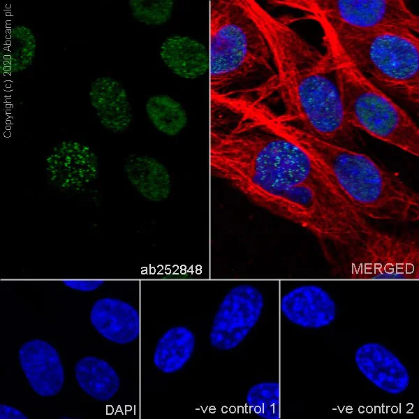Immunocytochemistry/ Immunofluorescence - Anti-PCNA antibody [16D10] - BSA and Azide free (AB255842)