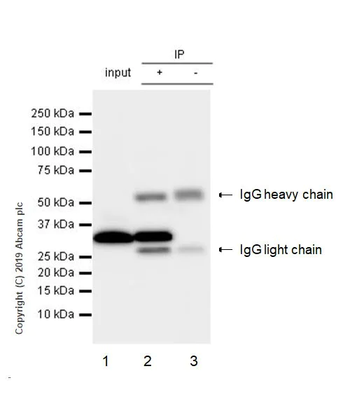 Immunoprecipitation - Anti-PCNA antibody [16D10] - BSA and Azide free (AB255842)