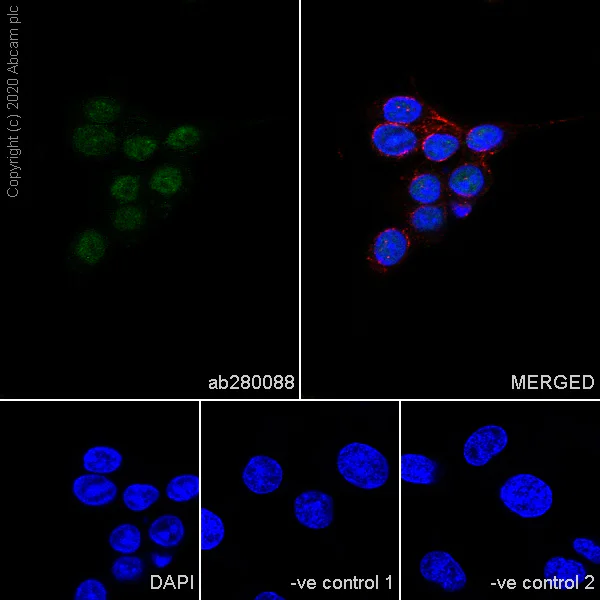 Immunocytochemistry/ Immunofluorescence - Anti-PCNA antibody [24/PCNA] - BSA and Azide free (AB280093)