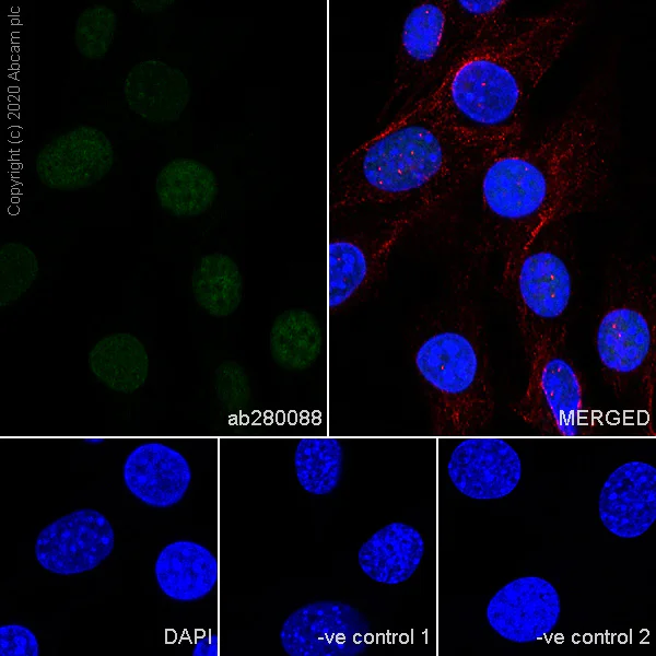 Immunocytochemistry/ Immunofluorescence - Anti-PCNA antibody [24/PCNA] - BSA and Azide free (AB280093)