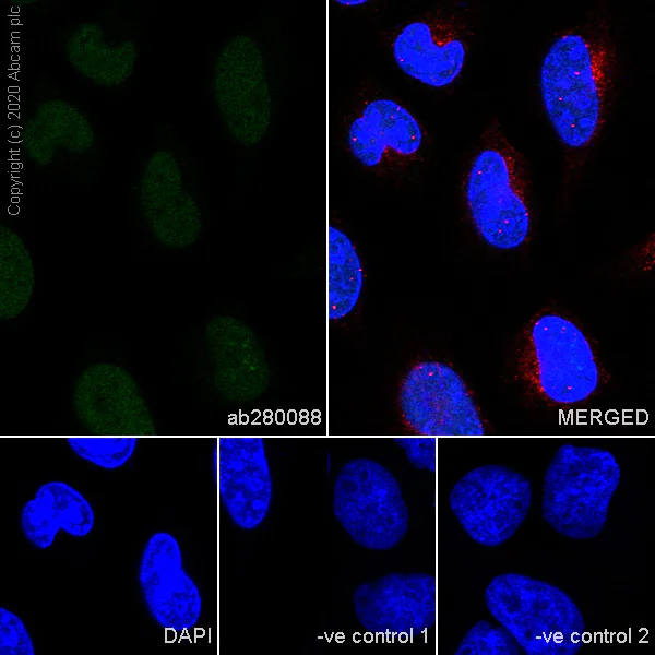 Immunocytochemistry/ Immunofluorescence - Anti-PCNA antibody [24/PCNA] - BSA and Azide free (AB280093)