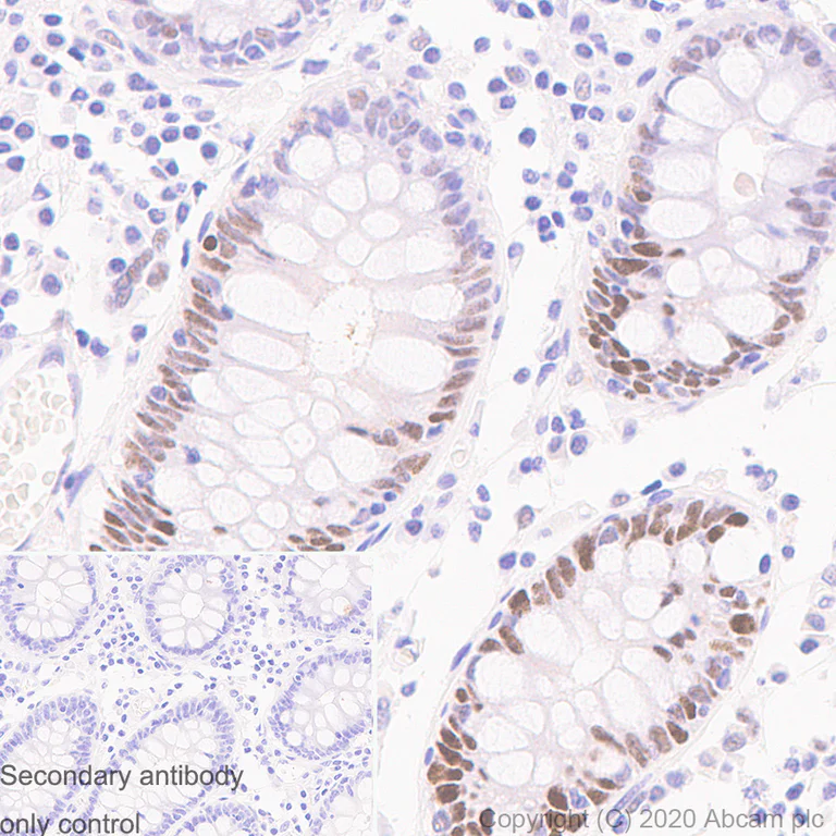 Immunohistochemistry (Formalin/PFA-fixed paraffin-embedded sections) - Anti-PCNA antibody [24/PCNA] - BSA and Azide free (AB280093)