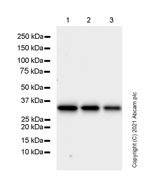 Western blot - Anti-PCNA antibody [24/PCNA] - BSA and Azide free (AB280093)