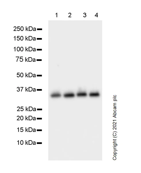 Western blot - Anti-PCNA antibody [24/PCNA] - BSA and Azide free (AB280093)