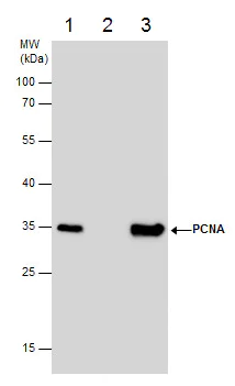 Immunoprecipitation - Anti-PCNA antibody (AB152112)