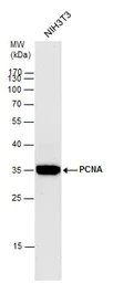 Western blot - Anti-PCNA antibody (AB152112)