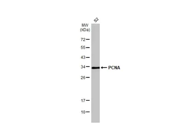 Western blot - Anti-PCNA antibody (AB152112)