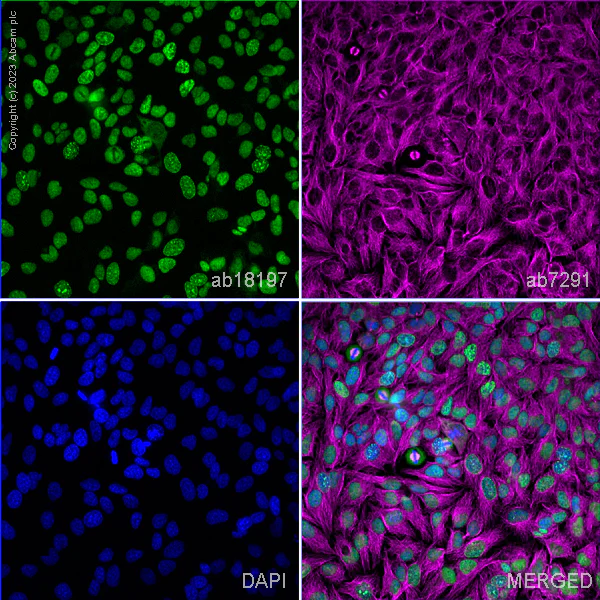 Immunocytochemistry/ Immunofluorescence - Anti-PCNA antibody (AB18197)