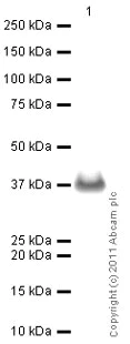 Western blot - Anti-PCNA antibody (AB18197)