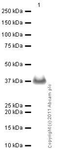 Western blot - Anti-PCNA antibody (AB18197)