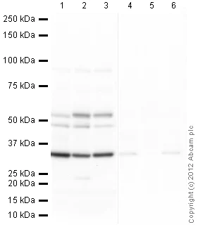 Western blot - Anti-PCNA antibody (AB18197)