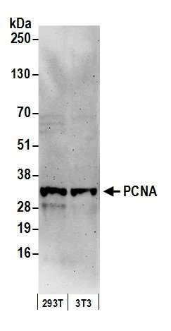 Western blot - Anti-PCNA antibody (AB19166)