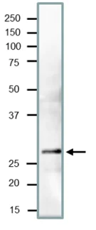 Western blot - Anti-PCNA antibody (AB221196)