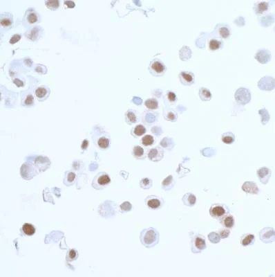 Immunocytochemistry - Anti-PCNA antibody [BLR075G] (AB265609)