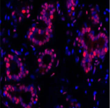 Immunohistochemistry (Formalin/PFA-fixed paraffin-embedded sections) - Anti-PCNA antibody [BLR075G] (AB265609)