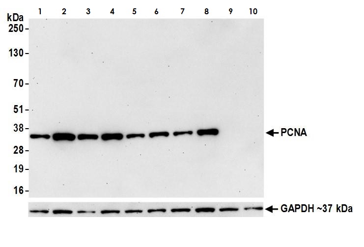 Western blot - Anti-PCNA antibody [BLR075G] (AB265609), expandable thumbnail
