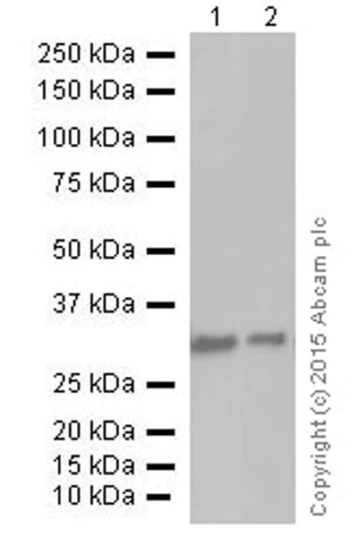 Western blot - Anti-PCNA antibody [EPR3821] (AB92552)