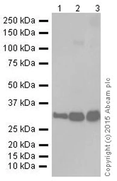Western blot - Anti-PCNA antibody [EPR3821] (AB92552)