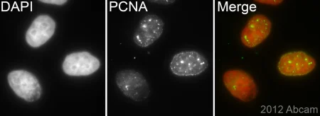Immunocytochemistry/ Immunofluorescence - Anti-PCNA antibody [EPR3821] - BSA and Azide free (AB218310)