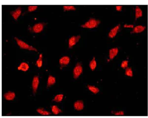 Immunocytochemistry/ Immunofluorescence - Anti-PCNA antibody [EPR3821] - BSA and Azide free (AB218310)