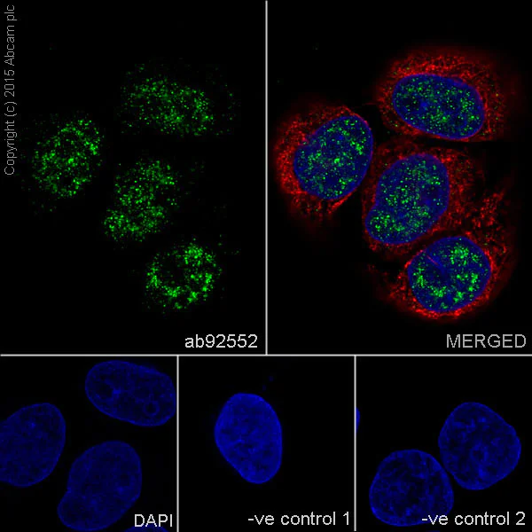 Immunocytochemistry/ Immunofluorescence - Anti-PCNA antibody [EPR3821] - BSA and Azide free (AB218310)