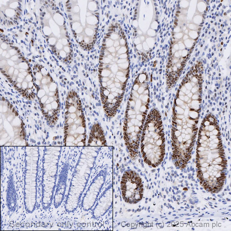 Immunohistochemistry (Formalin/PFA-fixed paraffin-embedded sections) - Anti-PCNA antibody [EPR3821] - BSA and Azide free (AB218310)