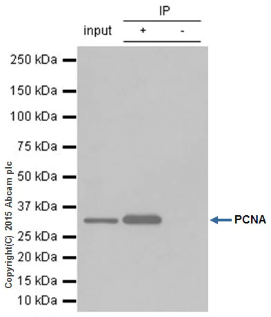 Immunoprecipitation - Anti-PCNA antibody [EPR3821] - BSA and Azide free (AB218310)
