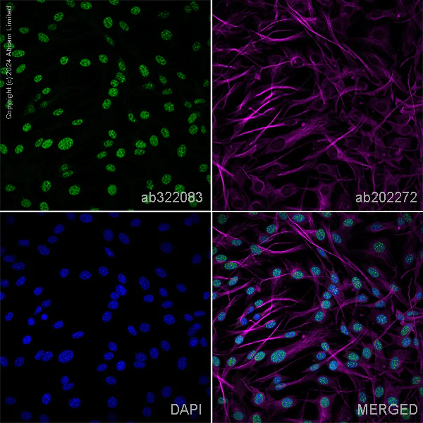 Immunocytochemistry/ Immunofluorescence - Anti-PCNA antibody [EPR3821] – Chicken IgY (Chimeric) – BSA and Azide Free (AB322919)