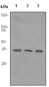 Western blot - Anti-PCNA antibody [EPR3822] - BSA and Azide free (AB247595)