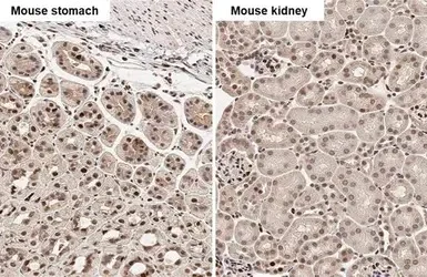 Immunohistochemistry (Formalin/PFA-fixed paraffin-embedded sections) - Anti-PCNA antibody [HL1965] (AB308212)