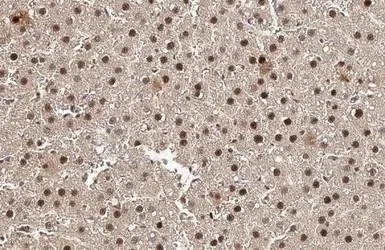 Immunohistochemistry (Formalin/PFA-fixed paraffin-embedded sections) - Anti-PCNA antibody [HL1965] (AB308212)