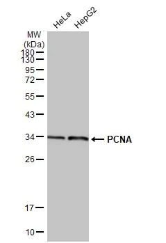 Western blot - Anti-PCNA antibody [HL1965] (AB308212)
