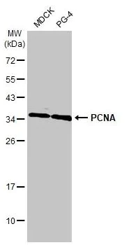Western blot - Anti-PCNA antibody [HL1965] (AB308212)