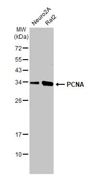 Western blot - Anti-PCNA antibody [HL1965] (AB308212)