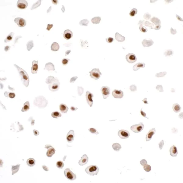 Immunocytochemistry/ Immunofluorescence - Anti-PCNA antibody [PC10] (AB265585)