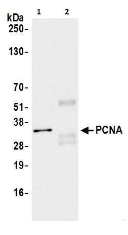 Immunoprecipitation - Anti-PCNA antibody [PC10] (AB265585)