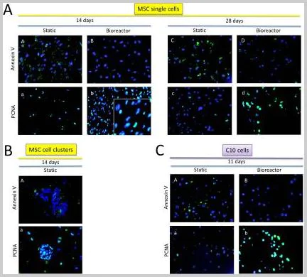 Immunohistochemistry (Formalin/PFA-fixed paraffin-embedded sections) - Anti-PCNA antibody [PC10] (AB29)