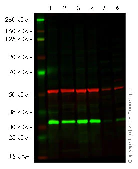 Western blot - Anti-PCNA antibody [PC10] (AB29)