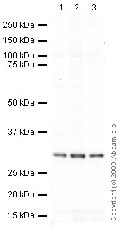 Western blot - Anti-PCNA antibody [PC10] (AB29)