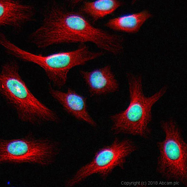 Immunocytochemistry/ Immunofluorescence - Anti-PCNA antibody [PC10] - BSA and Azide free (AB264494)