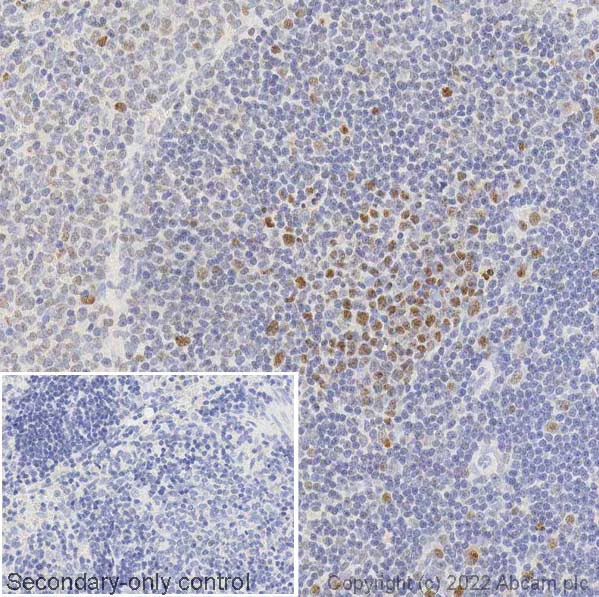 Immunohistochemistry (Formalin/PFA-fixed paraffin-embedded sections) - Anti-PCNA antibody [PC10] - BSA and Azide free (AB264494)