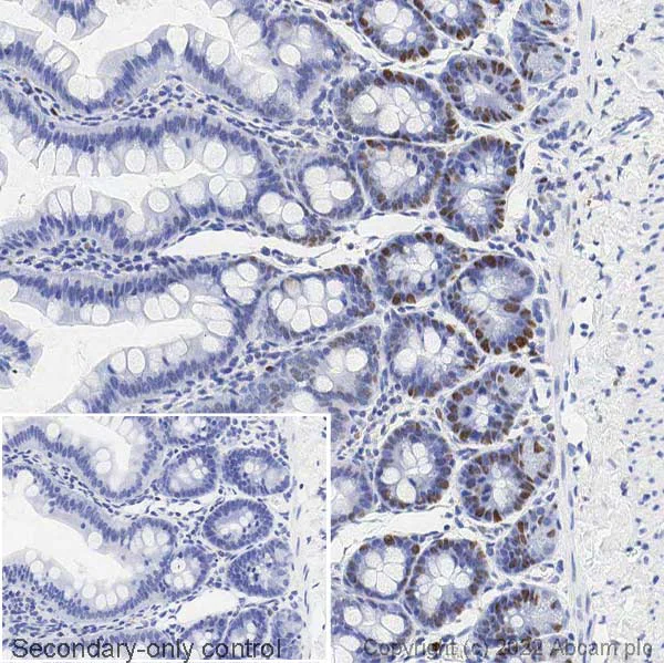 Immunohistochemistry (Formalin/PFA-fixed paraffin-embedded sections) - Anti-PCNA antibody [PC10] - BSA and Azide free (AB264494)