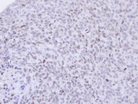 Immunohistochemistry (Formalin/PFA-fixed paraffin-embedded sections) - Anti-PCNP antibody (AB97909), expandable thumbnail