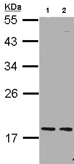 Western blot - Anti-PCNP antibody (AB97909)
