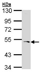 Western blot - Anti-PCOLCE antibody (AB154261), expandable thumbnail