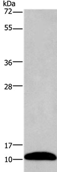Western blot - Anti-PCP4 antibody (AB197377), expandable thumbnail