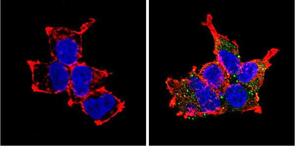 Immunocytochemistry/ Immunofluorescence - Anti-PCSK2 antibody (AB3533)