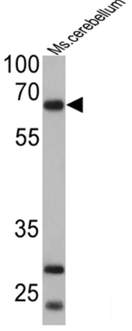 Western blot - Anti-PCSK2 antibody (AB3533)