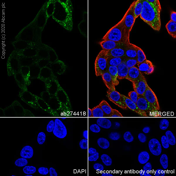 Immunocytochemistry/ Immunofluorescence - Anti-PCSK2 antibody [EPR23578-19] (AB274418)