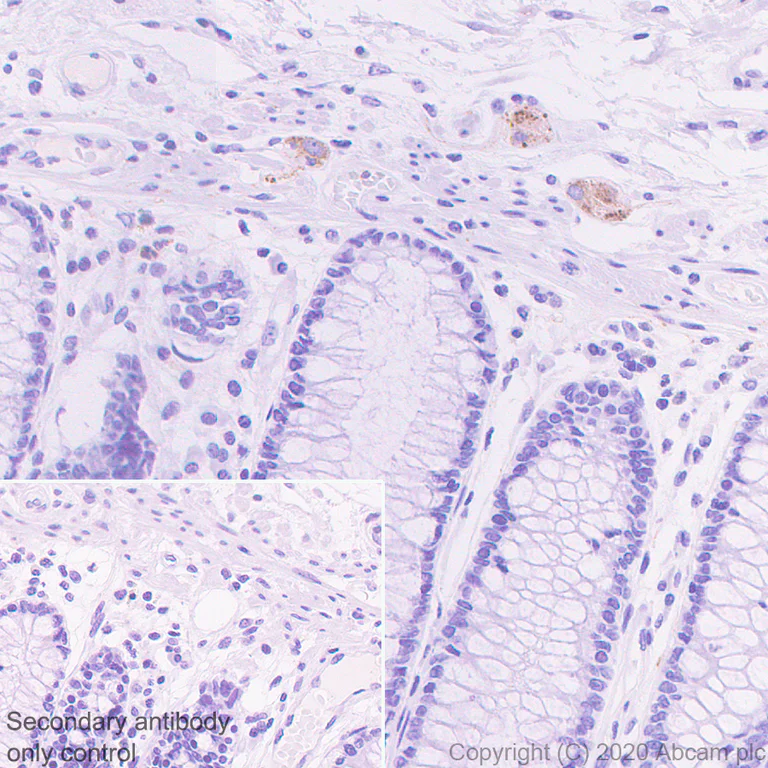 Immunohistochemistry (Formalin/PFA-fixed paraffin-embedded sections) - Anti-PCSK2 antibody [EPR23578-19] (AB274418)